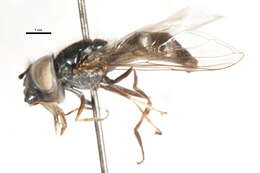 Image of Platycheirus trichopus