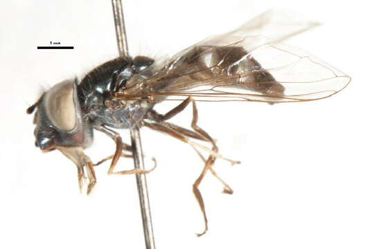 Image of Platycheirus trichopus