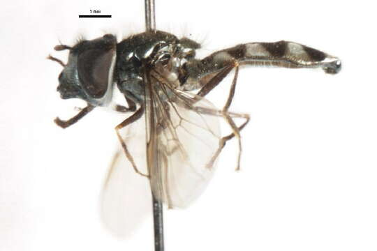 Image of Platycheirus trichopus