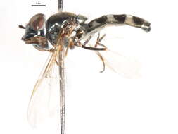 Image of Platycheirus obscurus (Say 1824)