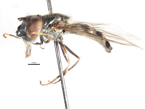 Image of Platycheirus trichopus