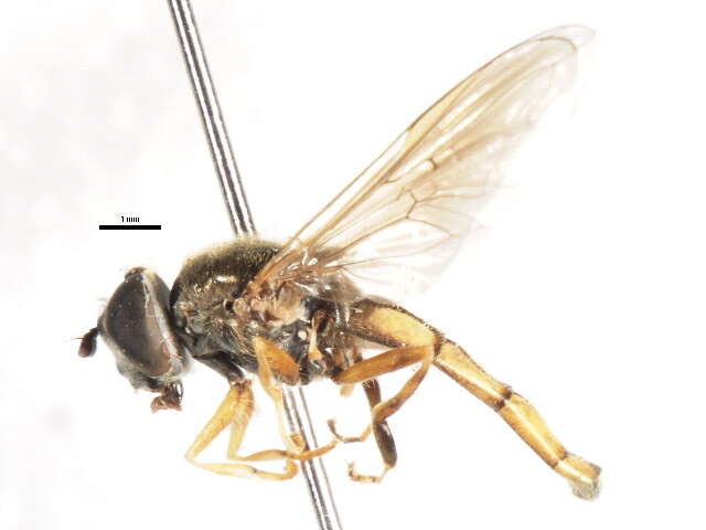 Image of Platycheirus orarius Vockeroth 1990