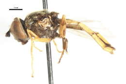 Image of Platycheirus orarius Vockeroth 1990