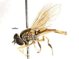 Image of Platycheirus orarius Vockeroth 1990