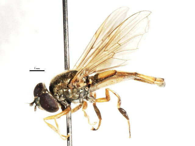 Image of Platycheirus orarius Vockeroth 1990