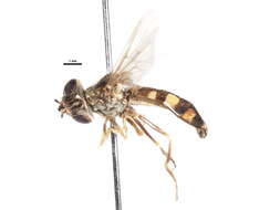 Image of Platycheirus peltatoides Curran 1923