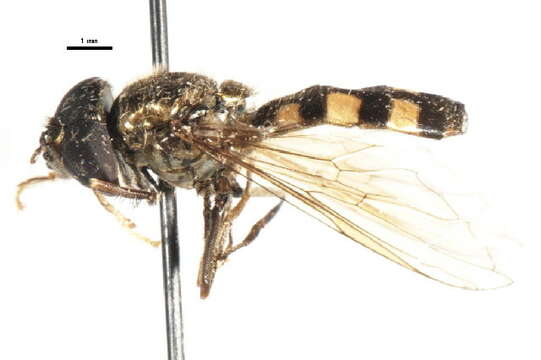 Image of Platycheirus peltatoides Curran 1923