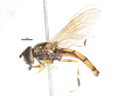 Image of Platycheirus perpallidus Verrall 1901