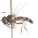 Image of Platycheirus pullatus Vockeroth 1990