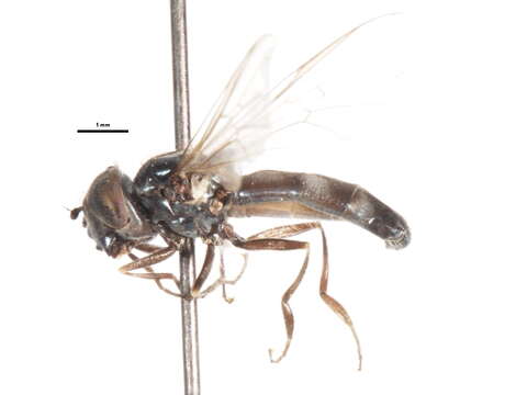 Imagem de Platycheirus pullatus Vockeroth 1990