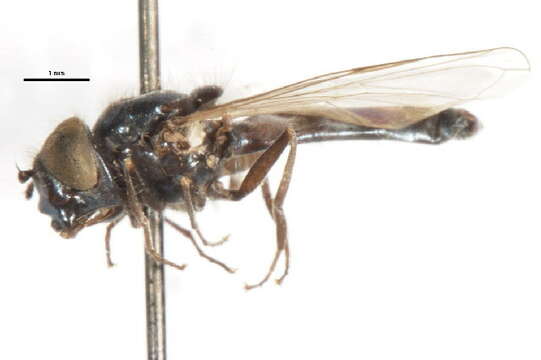 Image of Platycheirus pullatus Vockeroth 1990