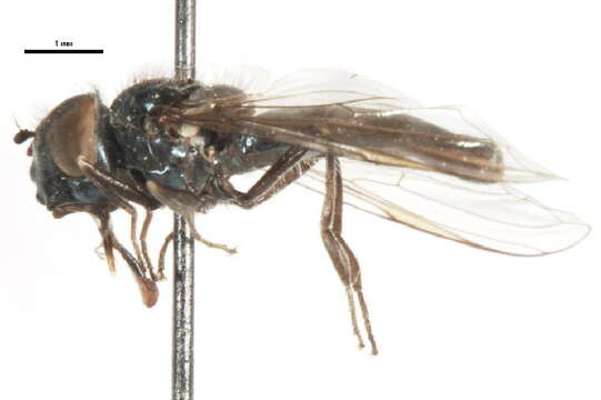 Image of Platycheirus pullatus Vockeroth 1990