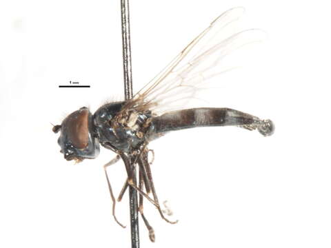 Image of Platycheirus pullatus Vockeroth 1990