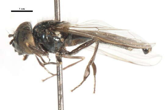 Image of Platycheirus pullatus Vockeroth 1990