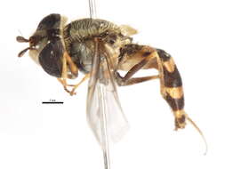 Image of Syrphus vitripennis Meigen 1822