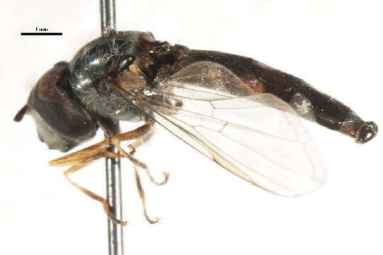 Image of Platycheirus dexter (Harris 1780)