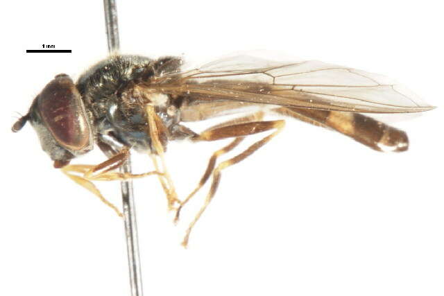 Image of Platycheirus