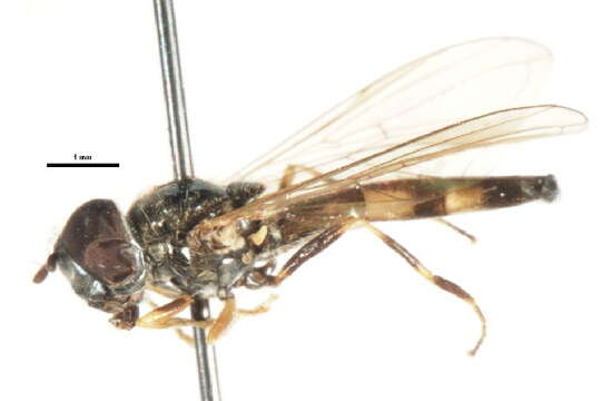 Image of Platycheirus angustatus (Zetterstedt 1843)