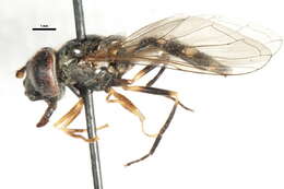 Image of Platycheirus peltatus (Meigen 1822)