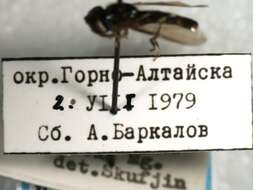 Image of Platycheirus speighti Dockzal, Stuke & Goeldlin 2003