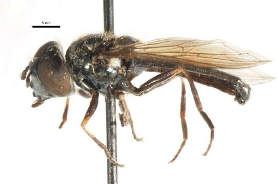 Image of Platycheirus striatus Vockeroth 1990