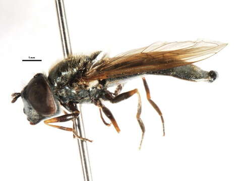 Image of Platycheirus striatus Vockeroth 1990