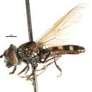 Image of Platycheirus subordinatus (Becker 1915)