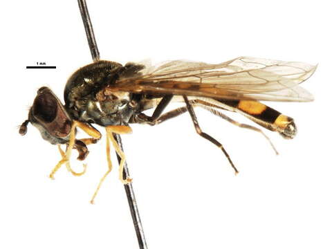 Image of Platycheirus thompsoni Vockeroth 1990