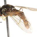 Image of Platycheirus unknown