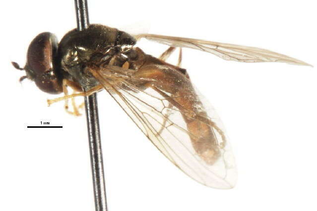 Image of Platycheirus unknown