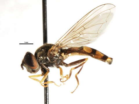 Image of Platycheirus thompsoni Vockeroth 1990