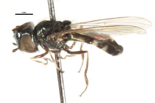 Image of Platycheirus thylax Hull 1944