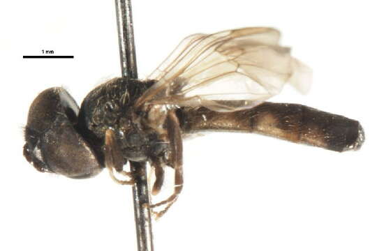 Image of Platycheirus thylax Hull 1944