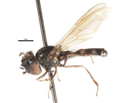 Image of Platycheirus thylax Hull 1944