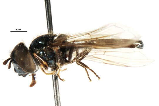 Image of Platycheirus varipes Curran 1923