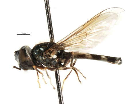 Image of Platycheirus varipes Curran 1923