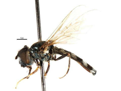 Image of Platycheirus varipes Curran 1923