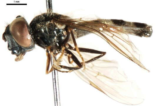 Image of Platycheirus varipes Curran 1923