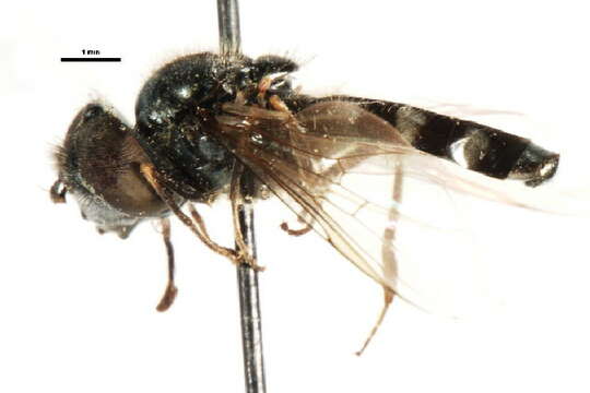 Image of Platycheirus yukonensis Vockeroth 1990