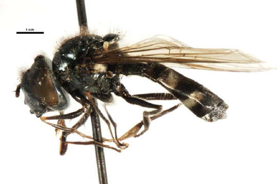 Image of Platycheirus yukonensis Vockeroth 1990