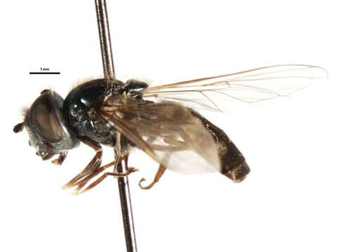 Image of Platycheirus yukonensis Vockeroth 1990