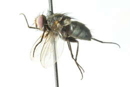 Image of Phantasiomyia