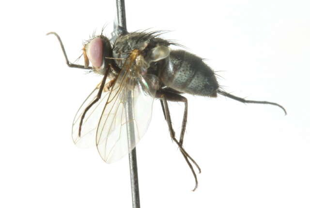 Image of Phantasiomyia