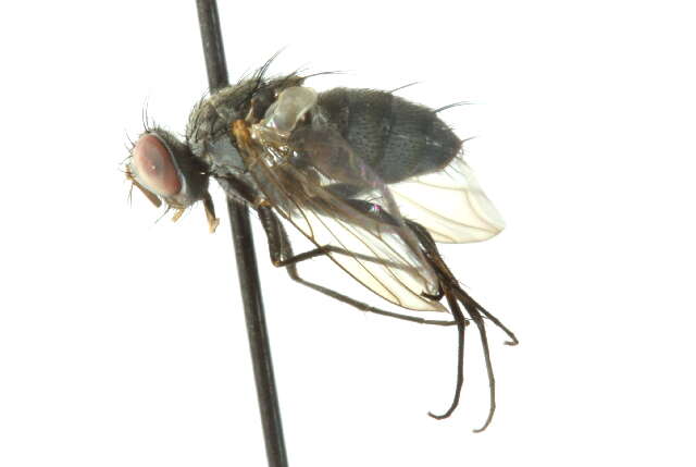 Image of Phantasiomyia