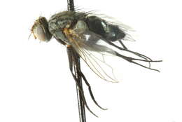 Image of Phantasiomyia