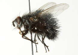 Image of Bombyliomyia
