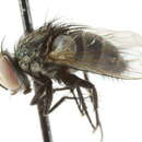 Image of Zizyphomyia