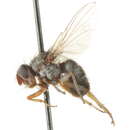 Image of Goniocera