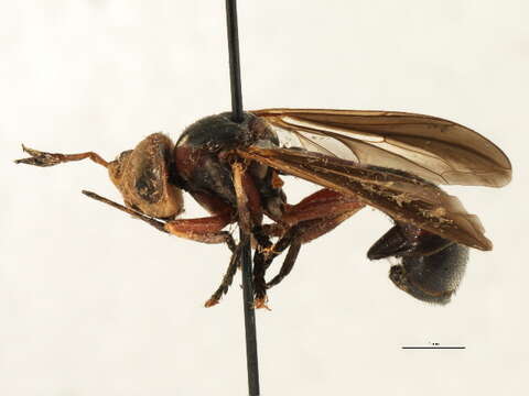 Image of Physoconops