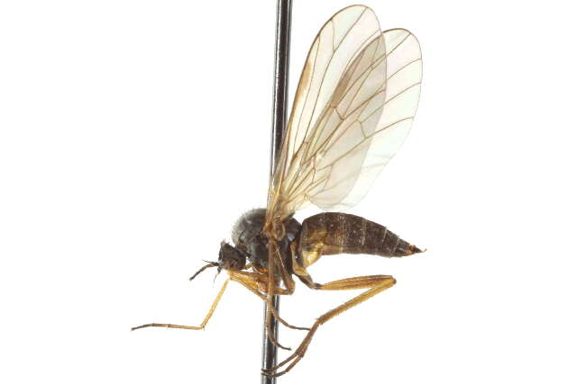Image of Oreogetonidae